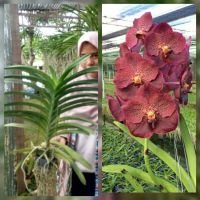 Anggrek Vanda Jumbo